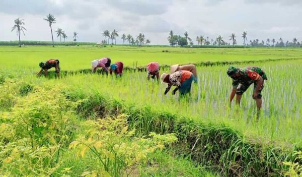 Sinergitas Babhinsa Situbondo Membantu Masyarakat Bercocok Tanam dan Panen Padi