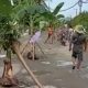 Tiga Tahun Usulan Perbaikan Gagal di Musrenbang, Warga Ringinagung Banyuwangi Tanami Badan Jalan dengan Pohon Pisang