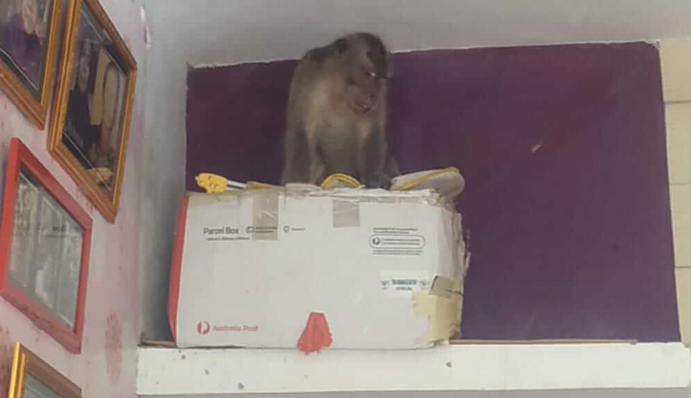 Monyet Ekor Panjang Obrak-Abrik Isi Rumah Warga di Kaliwates Jember