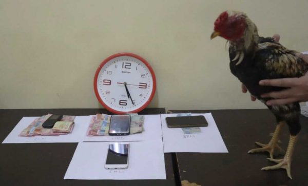 Gerebek Judi Sabung Ayam, Satreskrim Polres Situbondo Tetapkan Empat Orang sebagai Tersangka