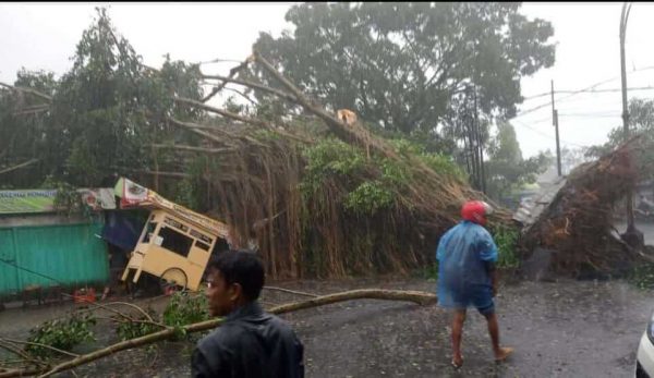 Diterjang Angin Kencang, Pohon Beringin di Kota Malang Tumbang Timpa Dua Warung dan Konter HP