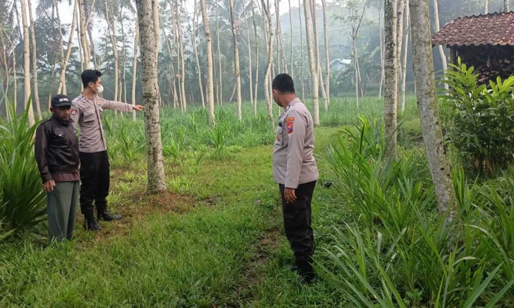 Giliran Kecamatan Randuagung Lumajang Diobok-obok Kawanan Maling Sapi, Empat Ekor Amblas dalam Semalam
