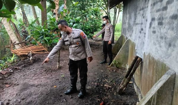 Empat TKP berikut Delapan Ekor Sapi Raib di Kecamatan Padang Lumajang