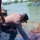 Heboh! Puluhan Sapi Ditemukan Mati Mengambang di Bibir Pantai Camplong Sampang