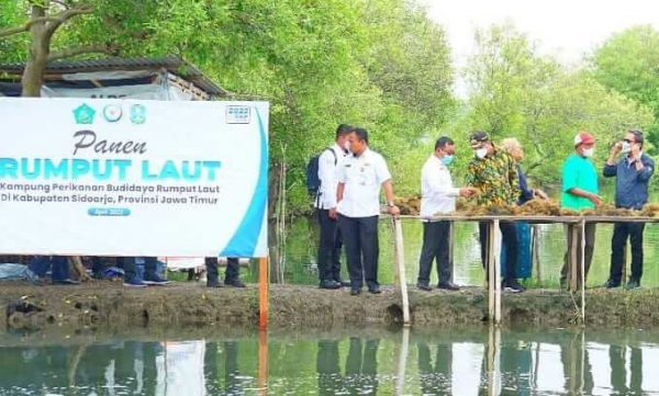 Potensi Ekspor Rumput Laut Tinggi, Desa di Sidoarjo Didorong Menteri Kelautan dan Perikanan sebagai Kawasan Penghasil Devisa