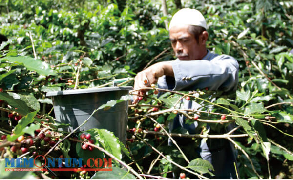 Petani Kopi Situbondo Sambut Positif Langkah Pemerintah Daerah Gencarkan Promosi Kopi