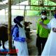 Waspadai Panic Selling, Mas Dhito Perketat Lalu Lintas Ternak dari Daerah Terinfeksi PMK di Kediri