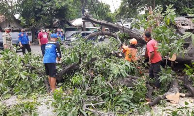 Pohon Mangga Tumbang, Becak dan Pos Kamling di Besuki Situbondo Tertimpa