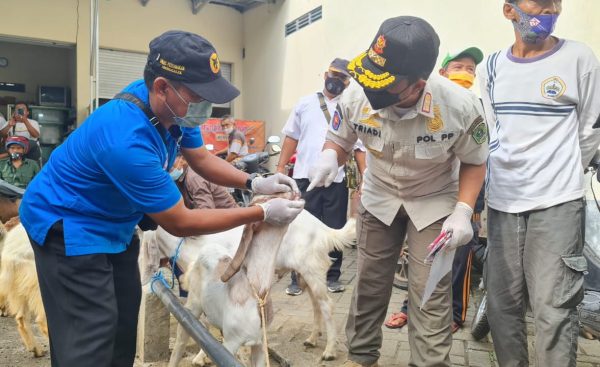 Waspadai Wabah PMK, Dinas Peternakan Trenggalek Lakukan Pemeriksaan Hewan Ternak