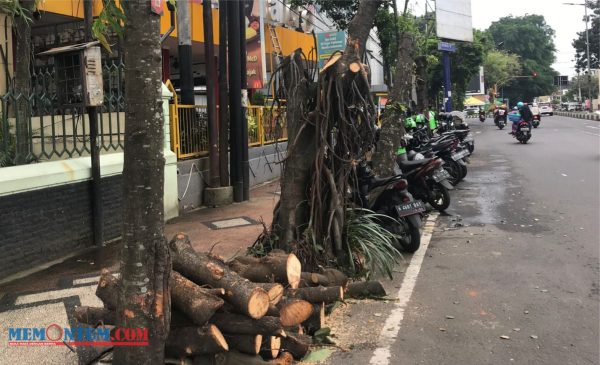 DLH Tebang Belasan Pohon untuk Pelebaran Pedestrian Kayutangan Heritage Kota Malang