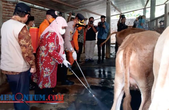 Putus Penyebaran PMK, Wabup Situbondo Pimpin Penyemprotan Disinfektan Serentak di 132 Desa
