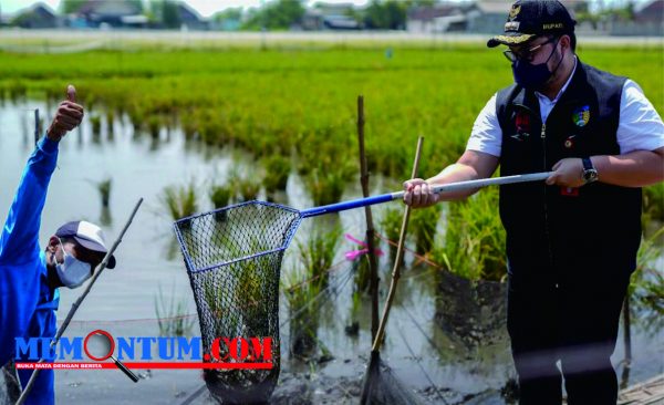 Budidaya dan Tingkat Konsumsi Masyarakat Tinggi, Bupati Kediri Berharap Catatan Emas 4 Triliun Nilai Ekonomi Benih Lele