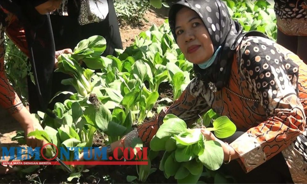 Ciptakan Lumbung Pangan di Kelurahan Kota Malang, Dispangtan Gelar Lomba Urban Farming