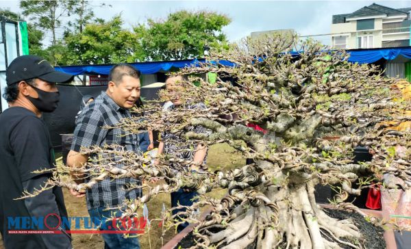 450 Bonsai Dipamerkan dalam Expo dan Kontes Bonsai serta Tanaman Hias di Karangploso