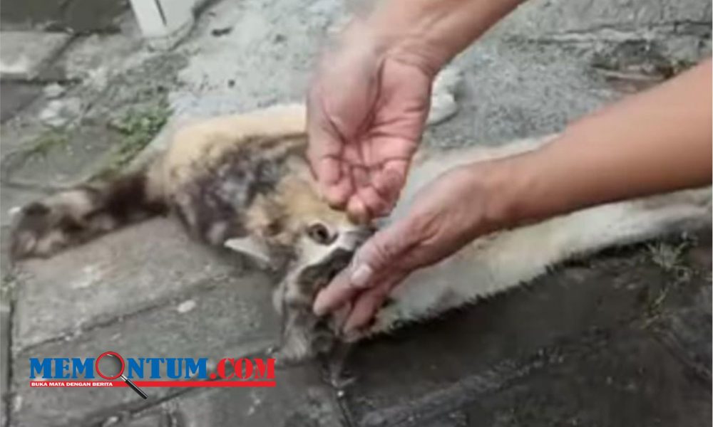 Pelaku Peracun Kucing di Perum Patraland Kota Malang Terancam Sembilan Bulan Penjara