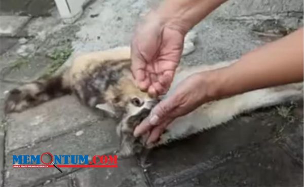 Pelaku Peracun Kucing di Perum Patraland Kota Malang Terancam Sembilan Bulan Penjara