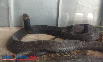 Dua King Cobra yang Patuk Pemiliknya di Trenggalek Dibawa ke Shelter Panji Petualang