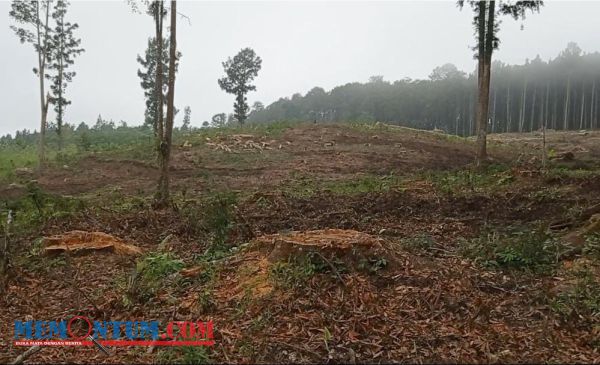 Penebangan Hutan Jadi Perhatian DPRD Lumajang, Perhutani Enggan Beri Keterangan Rencana Penebangan 1427 Pohon Damar