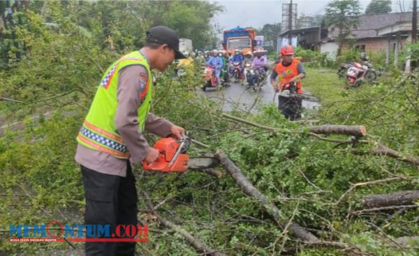 Pohon Tumbang Tutup Badan Jalan Trenggalek-Tulungagung