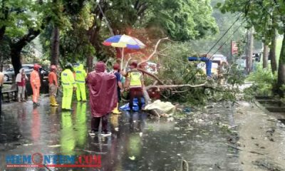 Antar Anak Berangkat Kerja, Pengendara Motor di Kota Malang Tertimpa Pohon hingga Meninggal