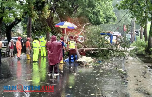 Antar Anak Berangkat Kerja, Pengendara Motor di Kota Malang Tertimpa Pohon hingga Meninggal