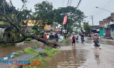 Dihajar Hujan dan Angin Kencang, Tiga Pohon di Wilayah Panggungrejo Kepanjen Tumbang dan Sebabkan Banjir ke Jalan