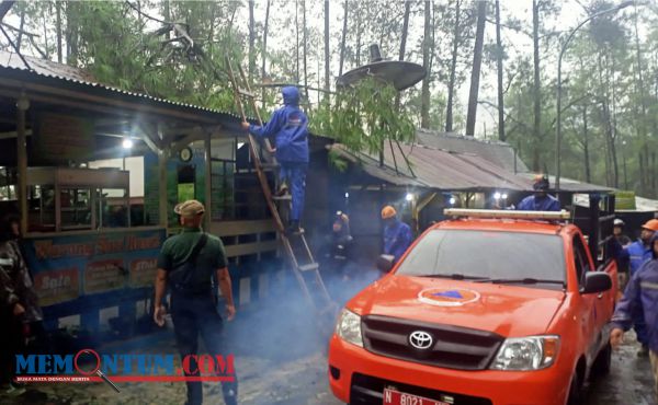 Pohon Pinus Roboh Timpa Warung di Kawasan Wisata Payung Kota Batu