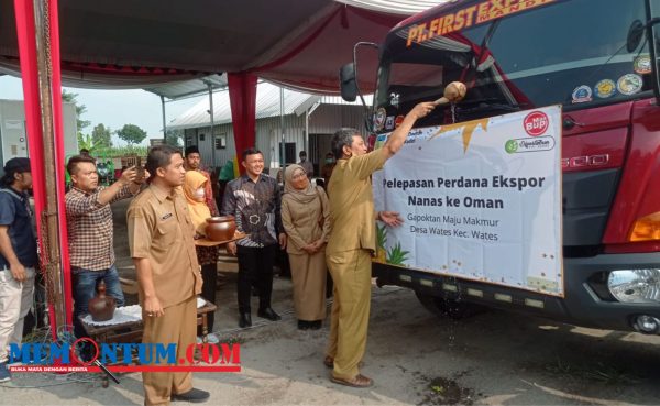 Nanas Varietas Simplex Wates Tembus Pasar Ekspor Oman, Bupati Kediri Ingatkan Kuantitas dan Kualitas