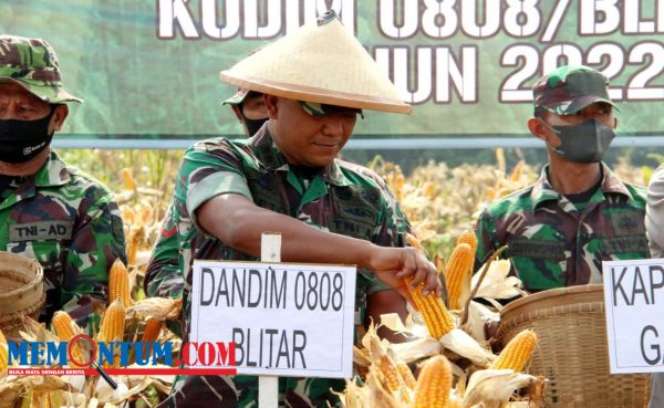 Dukung Ketahanan Pangan, Dandim 0808 Blitar Panen Raya Jagung