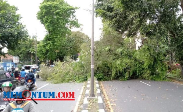 Pohon Tumbang Tutup Akses Kendaraan dari Malang ke Surabaya