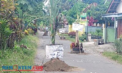 Jalan Rusak Tak Kunjung Diperbaiki, Warga Papupangan Blitar Tanam Pohon Pisang di Tengah Jalan