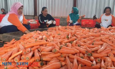 Optimalkan Sektor Pertanian, Gudang HR 29 Fresh Carrot KWB Gandeng 75 Petani Wortel Brastagi Penuhi Kebutuhan Pasar Minimal 6 Ton Perhari