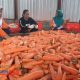 Optimalkan Sektor Pertanian, Gudang HR 29 Fresh Carrot KWB Gandeng 75 Petani Wortel Brastagi Penuhi Kebutuhan Pasar Minimal 6 Ton Perhari