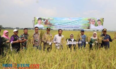 Bupati Jombang Gelar Panen Padi Nusantara 1 Juta Hektar di Desa Carangrejo