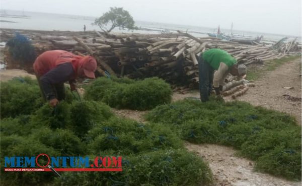 Harga Rumput Laut Tak Stabil, DPRD Sumenep Imbau Pemerintah Turun Tangan