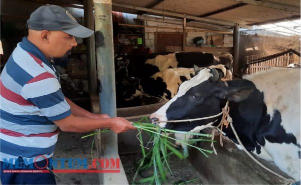 Dampak PMK Sebabkan Produksi Susu Dusun Brau Kota Batu Turun