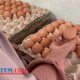 Harga Telur Merangkak Naik, Distributor Kota Malang Ungkap Dua Hal Faktor Penyebab Harga di Pasaran