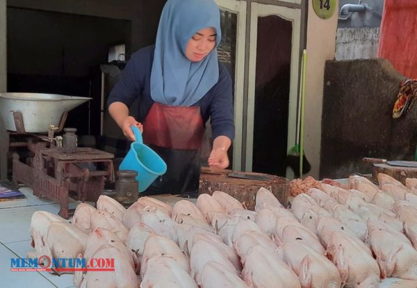 Harga Daging Ayam di Kota Batu Alami Kenaikan di Harga Rp 40 ribu
